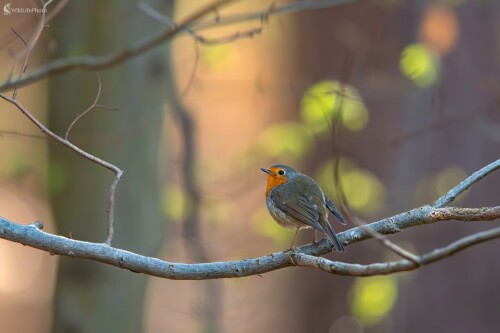 V jarnom lese, František Hromada