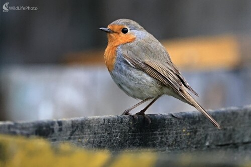 Červienka, Maroš Detko
