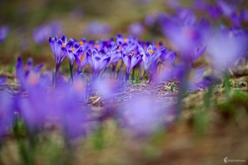 Puprurová záhrada, František Hromada