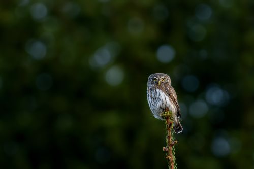 Agresor, Tomáš Smutný