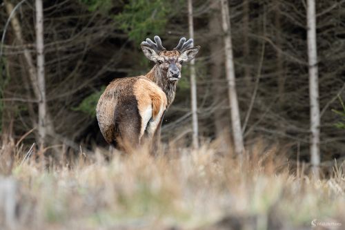 S novou "ozdobou", František Hromada