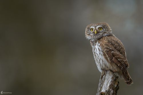 Malý - veľký bojovník., Stanislav Brisuda