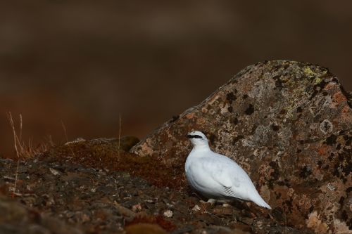 Snehuľa Lagopus mutus, Eduard Stloukal