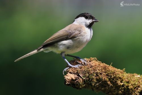 Parus palustris, Maroš Detko